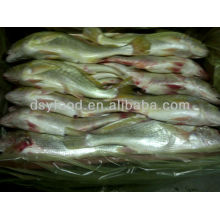 Frozen Mexico Yellow Croaker